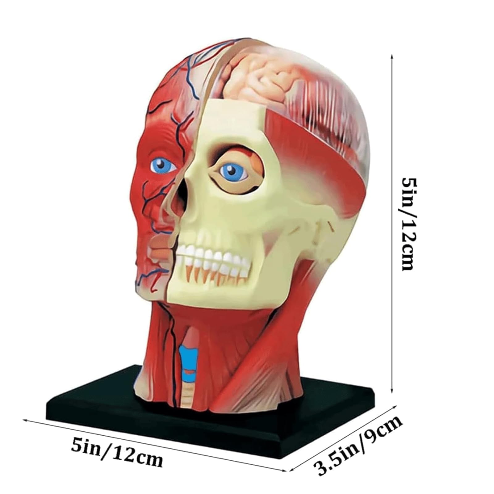 Amazon.com: KrrNFYSG Anatomy Model 4d Human Head Anatomy Model